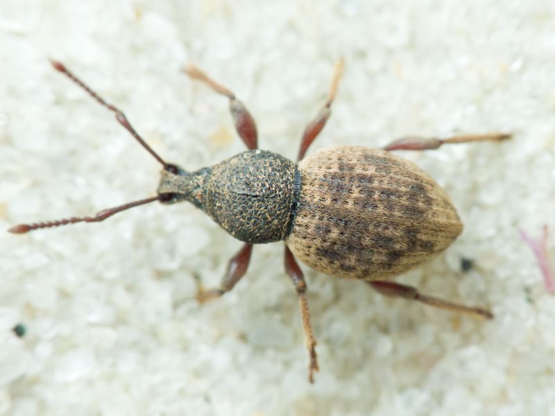 Otiorhynchus raucus (Fabricius, 1777)